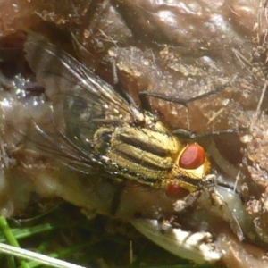 Oxysarcodexia varia at Isaacs Ridge and Nearby - 24 Feb 2024 12:32 PM