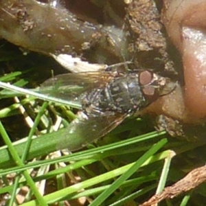 Calliphoridae (family) at Isaacs, ACT - 24 Feb 2024