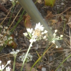 Apis mellifera (European honey bee) at Isaacs Ridge and Nearby - 24 Feb 2024 by Mike