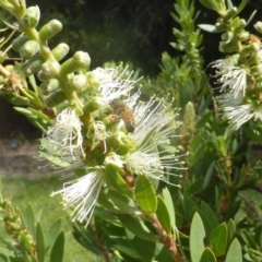 Apis mellifera (European honey bee) at Isaacs, ACT - 24 Feb 2024 by Mike