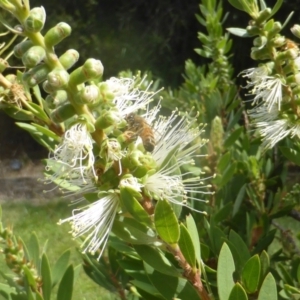 Apis mellifera at Isaacs, ACT - 24 Feb 2024