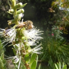 Apis mellifera at Isaacs, ACT - 24 Feb 2024