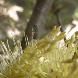 Hylaeus (Prosopisteron) littleri at Isaacs, ACT - 24 Feb 2024 12:14 PM