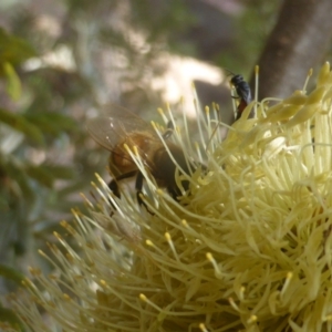 Apis mellifera at Isaacs, ACT - 24 Feb 2024