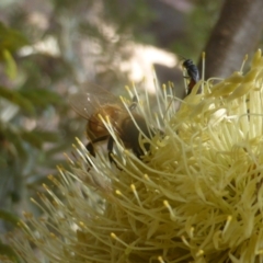 Apis mellifera (European honey bee) at Isaacs, ACT - 24 Feb 2024 by Mike