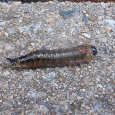 Lophyrotoma interrupta (Cattle Poisoning Sawfly) at Isaacs, ACT - 23 Feb 2024 by Mike