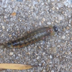 Lophyrotoma interrupta at Isaacs, ACT - 24 Feb 2024 08:04 AM