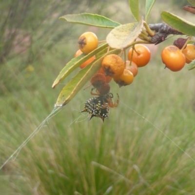 Austracantha minax (Christmas Spider, Jewel Spider) at Isaacs, ACT - 22 Feb 2024 by Mike