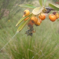 Austracantha minax (Christmas Spider, Jewel Spider) at Isaacs, ACT - 22 Feb 2024 by Mike