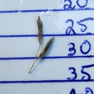 Eragrostis curvula at Isaacs, ACT - 26 Feb 2024