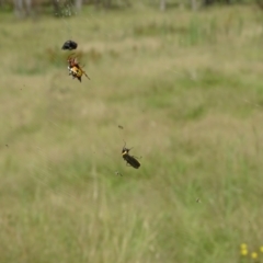 Austracantha minax (Christmas Spider, Jewel Spider) at Isaacs Ridge and Nearby - 22 Feb 2024 by Mike