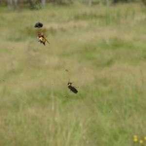 Austracantha minax at Isaacs Ridge and Nearby - 23 Feb 2024