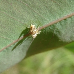 Fulgoroidea sp. (superfamily) (Unidentified fulgoroid planthopper) at Isaacs Ridge and Nearby - 23 Feb 2024 by Mike