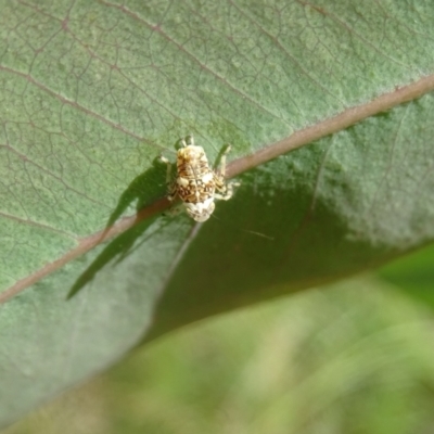 Fulgoroidea sp. (superfamily) (Unidentified fulgoroid planthopper) at Isaacs Ridge and Nearby - 22 Feb 2024 by Mike