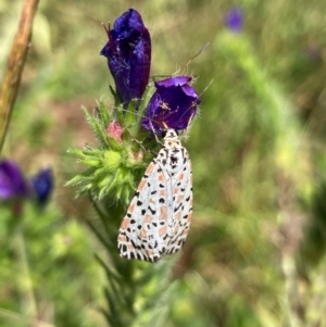 Utetheisa (genus) at Hall, ACT - 26 Feb 2024 11:56 AM