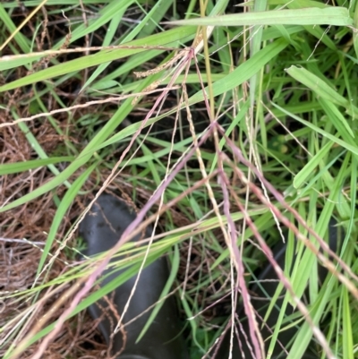 Digitaria sanguinalis (Summer Grass) at Breadalbane, NSW - 24 Feb 2024 by JaneR