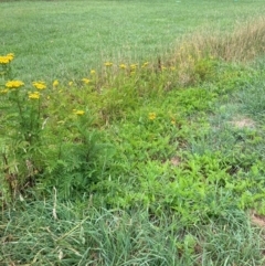 Tanacetum vulgare (Tansy) at Hall, ACT - 26 Feb 2024 by Rosie