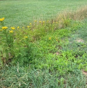 Tanacetum vulgare at Hall, ACT - 26 Feb 2024