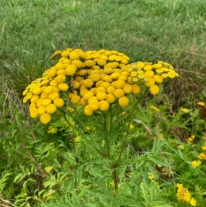 Tanacetum vulgare at Hall, ACT - 26 Feb 2024