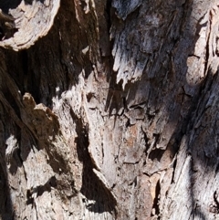 Eucalyptus serraensis subsp. verrucata at Isaacs, ACT - 26 Feb 2024