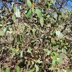 Eucalyptus serraensis subsp. verrucata at Isaacs, ACT - 26 Feb 2024