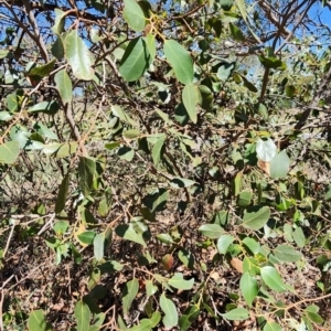 Eucalyptus serraensis at Isaacs, ACT - 26 Feb 2024