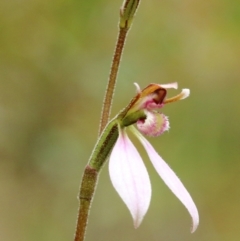 Eriochilus cucullatus (Parson's Bands) at Robertson, NSW - 25 Feb 2024 by Snowflake