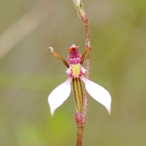 Eriochilus cucullatus at Robertson - 26 Feb 2024