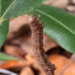 Geometridae (family) IMMATURE (Unidentified IMMATURE Geometer moths) at Theodore, ACT - 25 Feb 2024 by Cardy