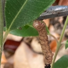 Geometridae (family) IMMATURE at Theodore, ACT - 26 Feb 2024 09:45 AM