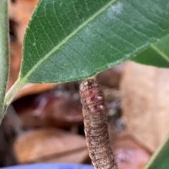 Geometridae (family) IMMATURE at Theodore, ACT - 26 Feb 2024