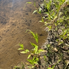 Persicaria hydropiper (Water Pepper) at Anembo, NSW - 18 Feb 2024 by JaneR