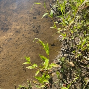 Persicaria hydropiper at Anembo, NSW - 19 Feb 2024