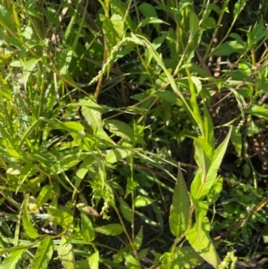 Persicaria hydropiper at Anembo, NSW - 19 Feb 2024