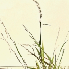 Ehrharta erecta (Panic Veldtgrass) at Aranda, ACT - 25 Feb 2024 by KMcCue