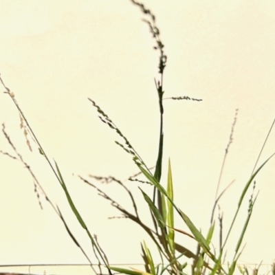Ehrharta erecta (Panic Veldtgrass) at Aranda, ACT - 25 Feb 2024 by KMcCue