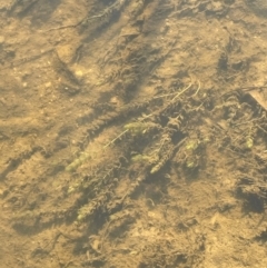 Myriophyllum verrucosum (Red Water-milfoil) at Anembo, NSW - 19 Feb 2024 by JaneR