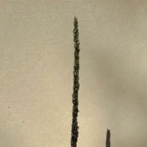 Sporobolus africanus at GG182 - 25 Feb 2024