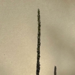 Sporobolus africanus (Parramatta Grass, Rat's Tail Grass) at GG182 - 25 Feb 2024 by KMcCue