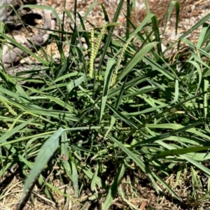 Paspalum dilatatum at Aranda, ACT - 25 Feb 2024