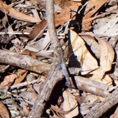 Orthetrum caledonicum (Blue Skimmer) at Aranda Bushland - 24 Feb 2024 by CathB