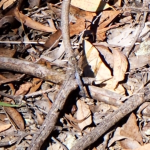 Orthetrum caledonicum at Aranda Bushland - 25 Feb 2024 10:14 AM