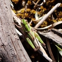 Oedaleus australis (Australian Oedaleus) at Aranda Bushland - 24 Feb 2024 by CathB