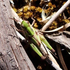 Oedaleus australis at Aranda Bushland - 25 Feb 2024