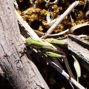 Oedaleus australis at Aranda Bushland - 25 Feb 2024