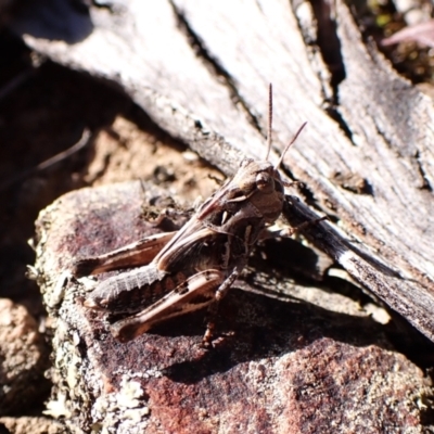 Oedaleus australis (Australian Oedaleus) at Aranda Bushland - 24 Feb 2024 by CathB