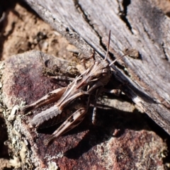Oedaleus australis at Aranda Bushland - 25 Feb 2024