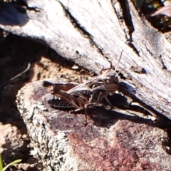 Oedaleus australis at Aranda Bushland - 25 Feb 2024