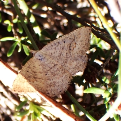 Casbia farinalis (Bleached Casbia) at Aranda Bushland - 24 Feb 2024 by CathB