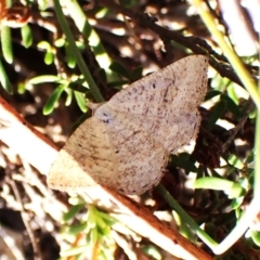 Casbia farinalis at Aranda Bushland - 25 Feb 2024 09:45 AM